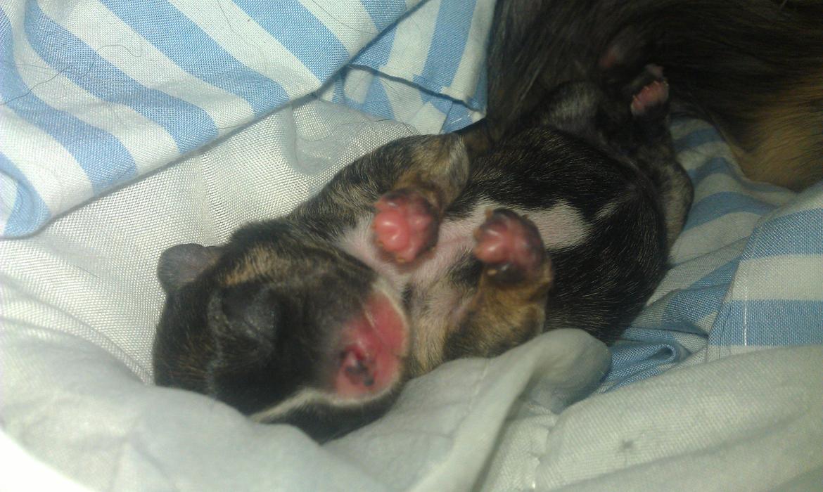 Chihuahua Calla Elwicca Dream Le Petita 1st (Destiny) billede 7