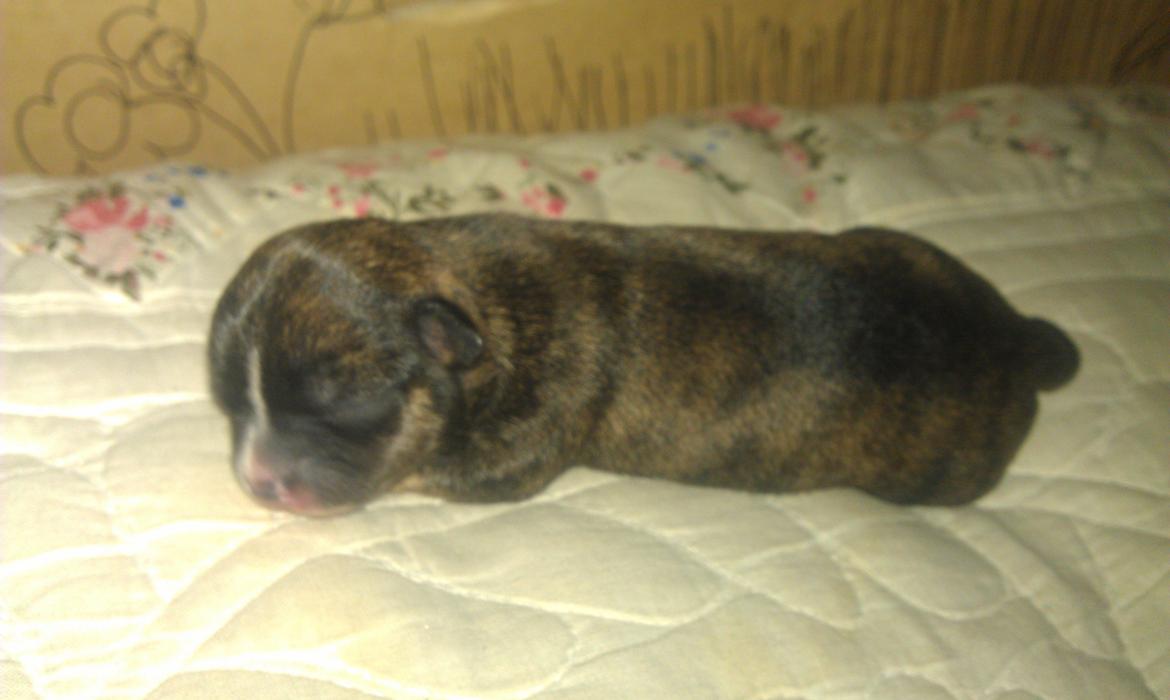 Chihuahua Calla Elwicca Dream Le Petita 1st (Destiny) billede 8