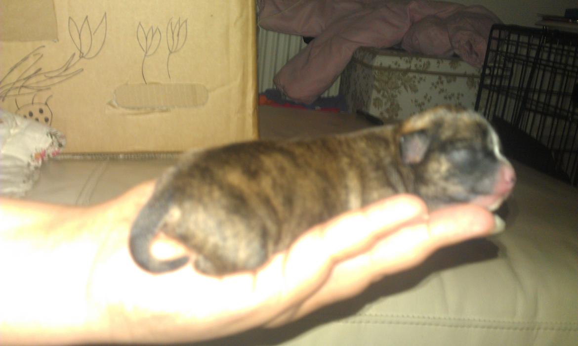 Chihuahua Calla Elwicca Dream Le Petita 1st (Destiny) billede 9