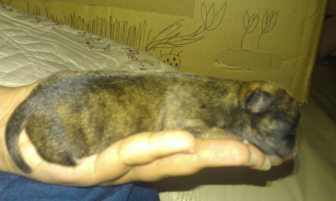 Chihuahua Calla Elwicca Dream Le Petita 1st (Destiny) billede 10