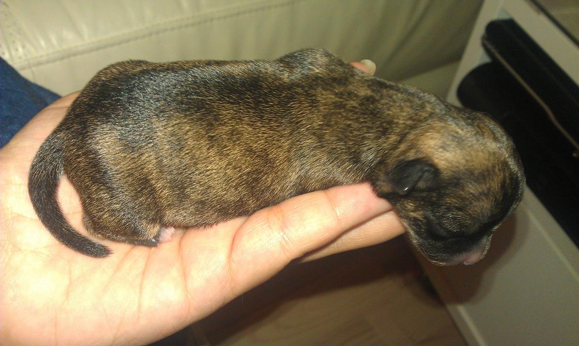 Chihuahua Calla Elwicca Dream Le Petita 1st (Destiny) billede 11