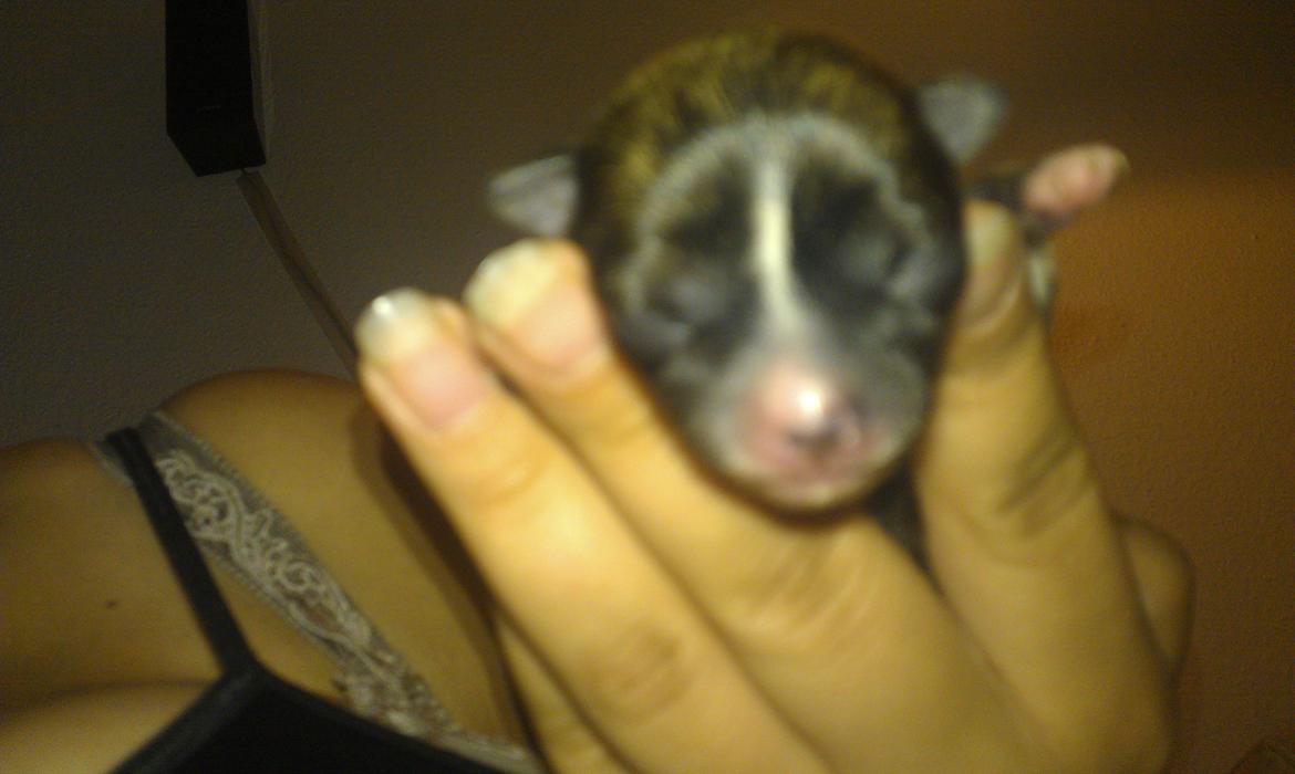 Chihuahua Calla Elwicca Dream Le Petita 1st (Destiny) billede 12