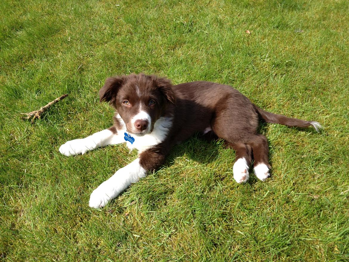 Australian shepherd Bosco - Min dejlige hund <3  billede 16