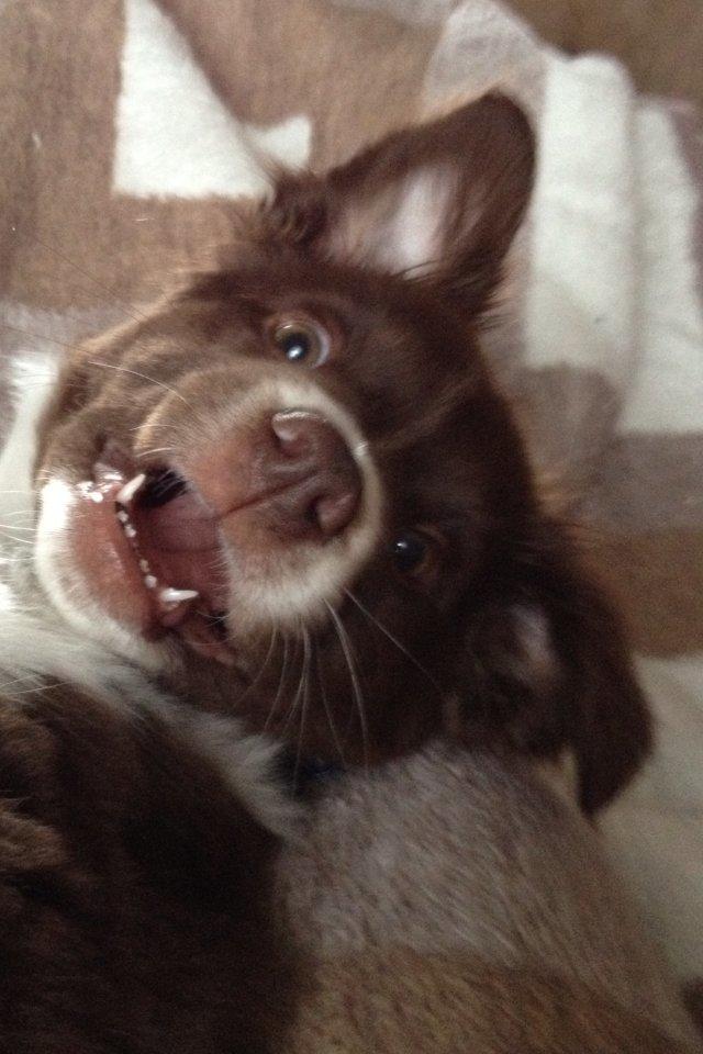 Australian shepherd Bosco - Bølle! billede 1