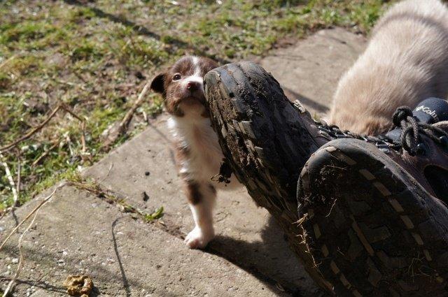 Australian shepherd Bosco - så lille :)  billede 2