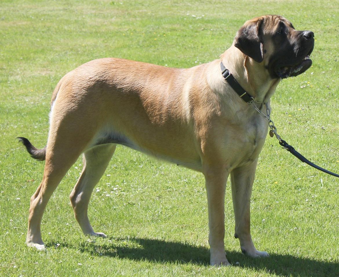 Mastiff Casa de Labranza´s Belicia "Bertha" - 1 år  billede 16