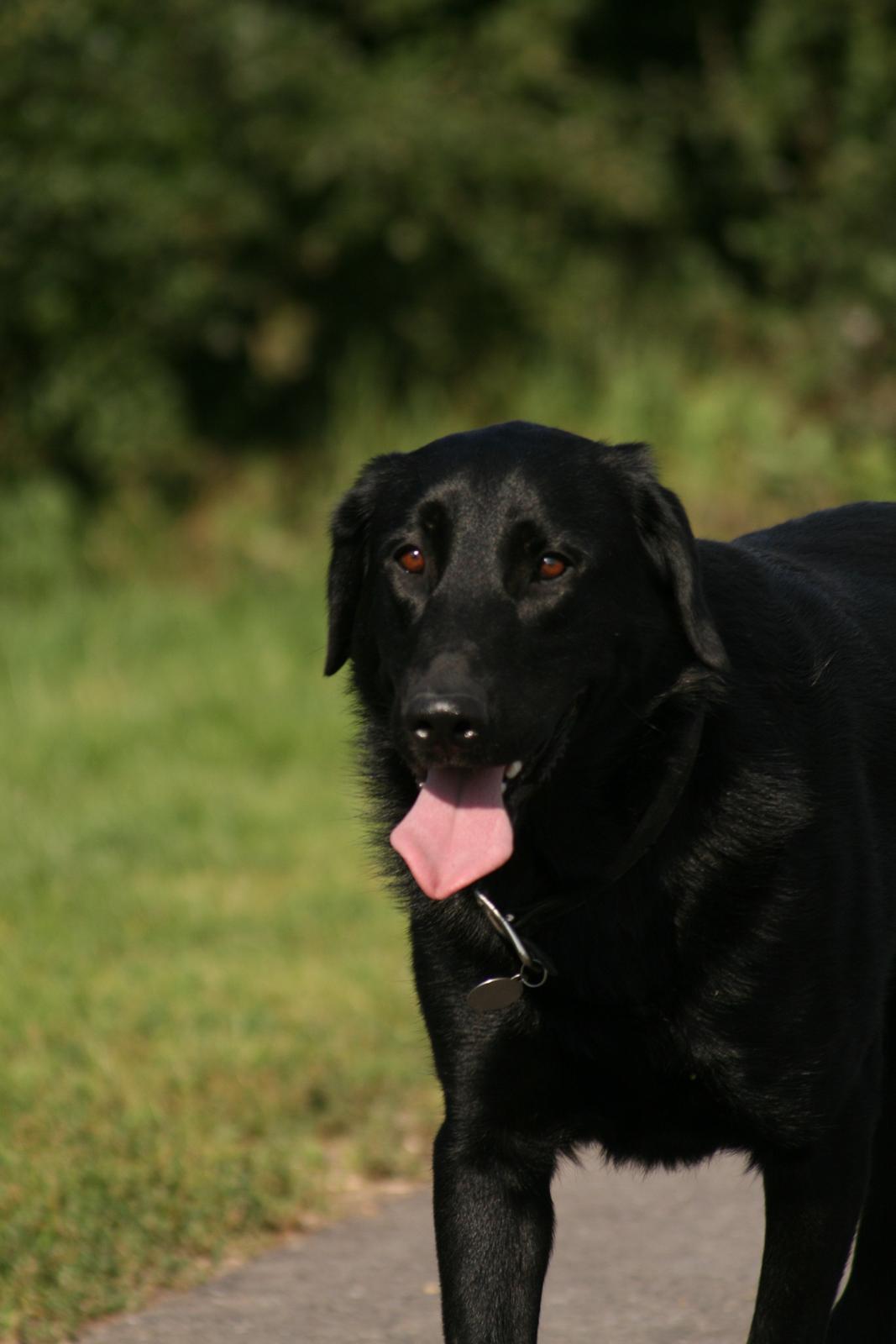 Blanding af racer Rex billede 8