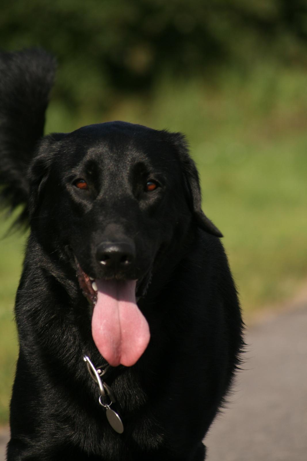 Blanding af racer Rex billede 9