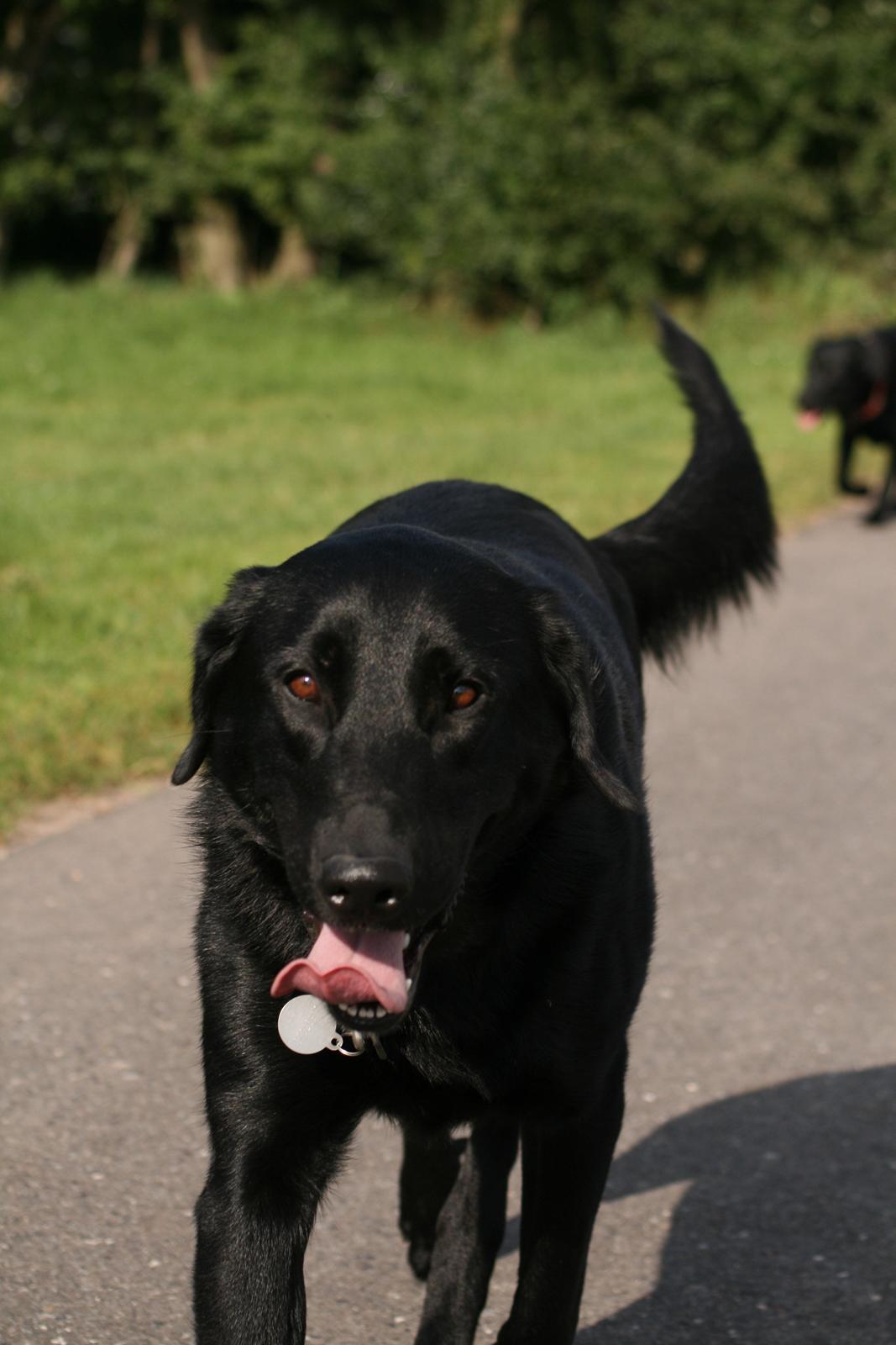 Blanding af racer Rex billede 10