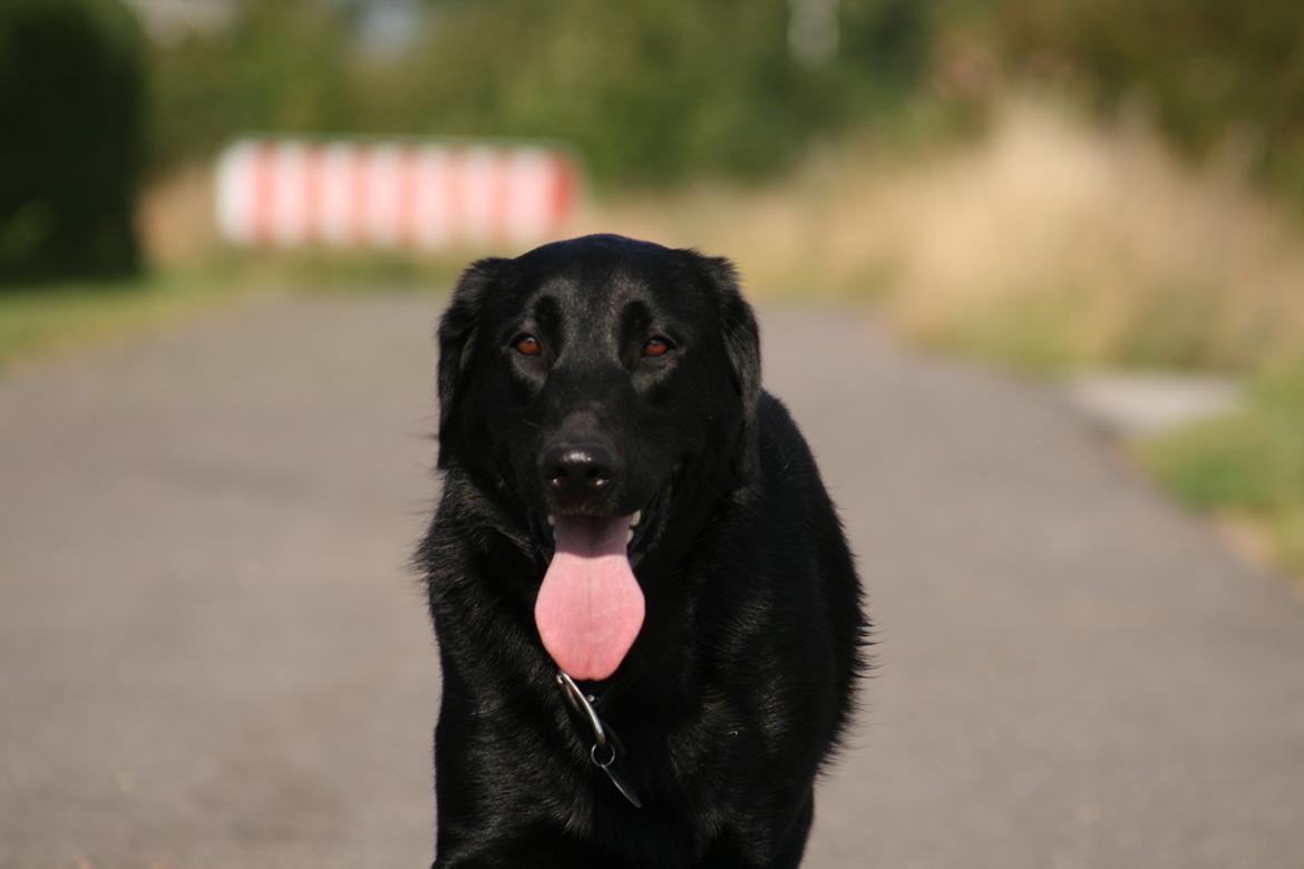 Blanding af racer Rex billede 11