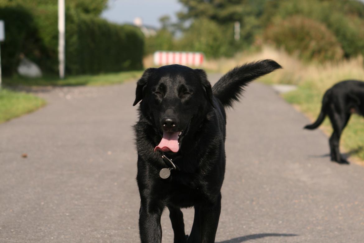 Blanding af racer Rex billede 12