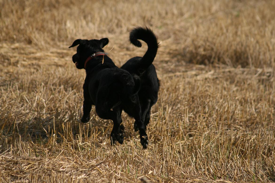 Blanding af racer Rex billede 13