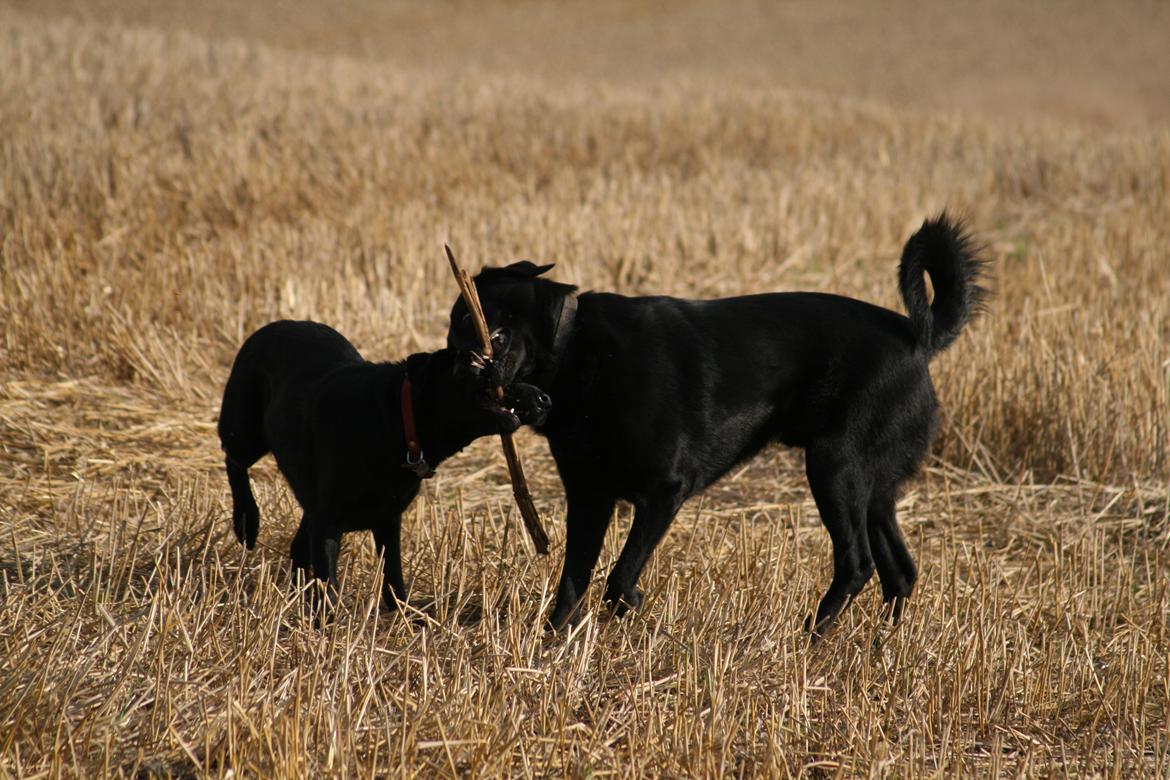 Blanding af racer Rex billede 14