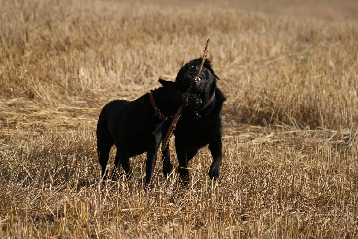 Blanding af racer Rex billede 15