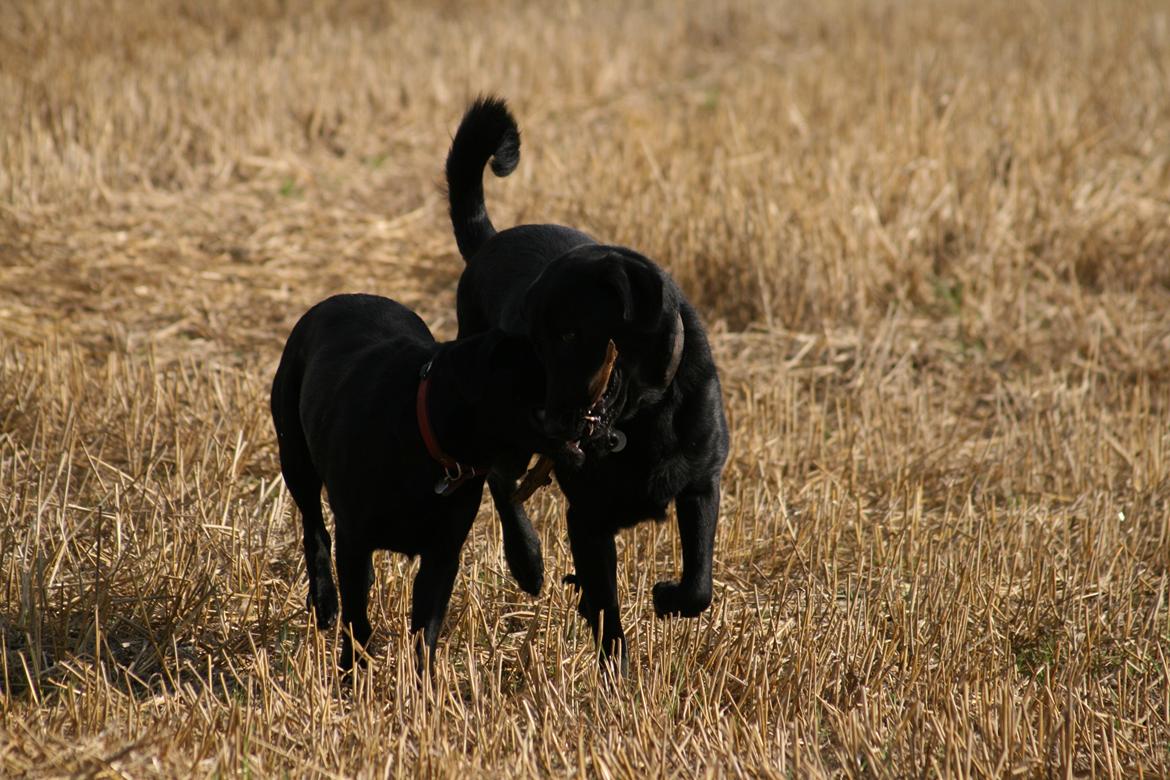 Blanding af racer Rex billede 16