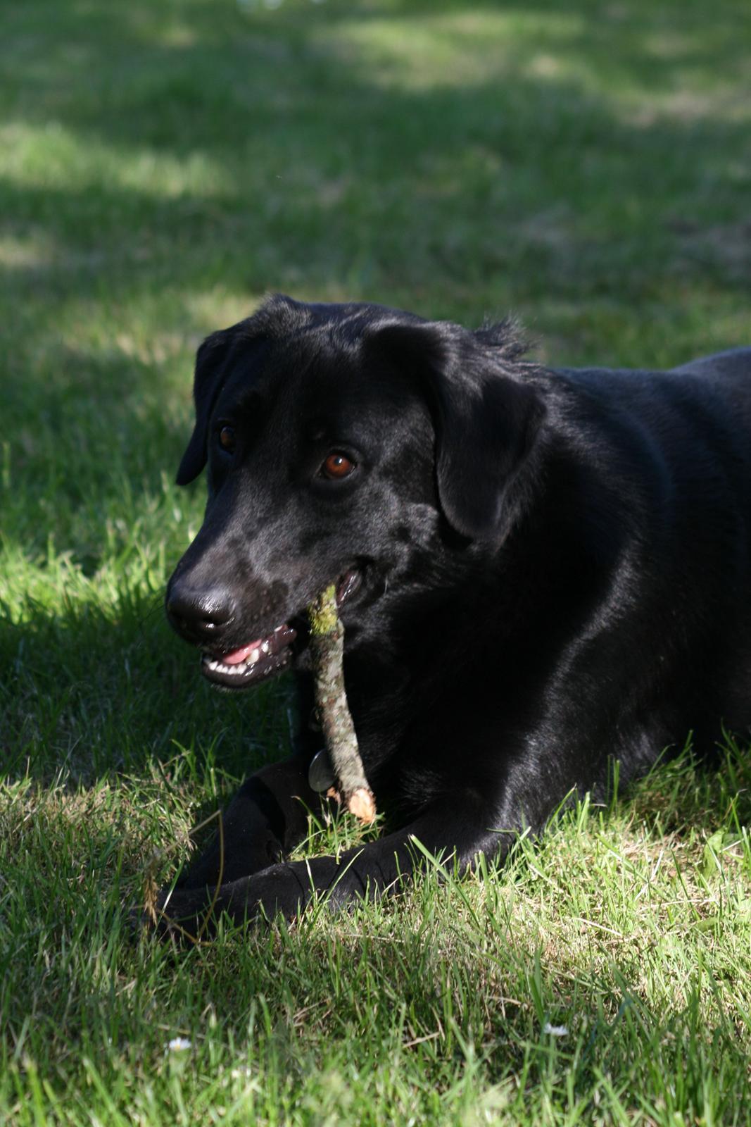 Blanding af racer Rex billede 17