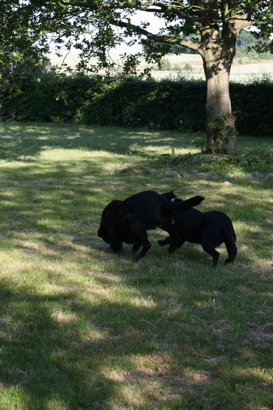 Blanding af racer Rex billede 18