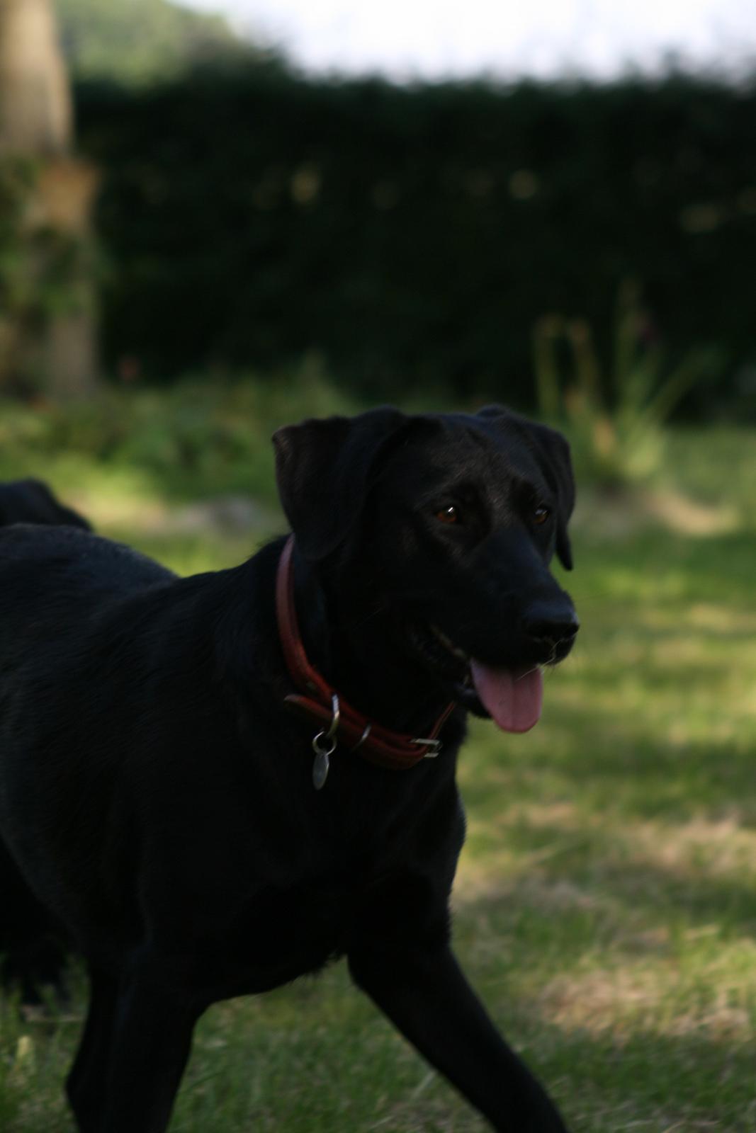 Blanding af racer Rex billede 19