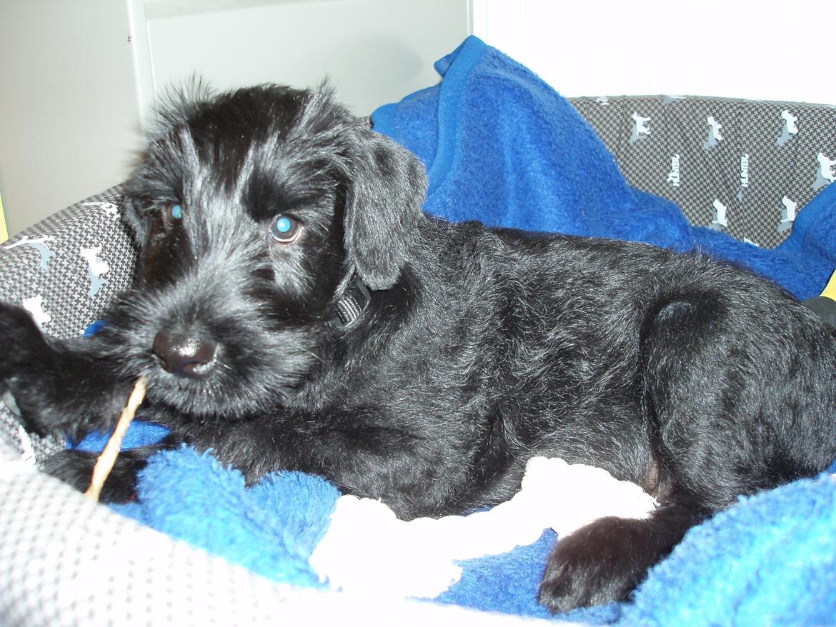 Riesenschnauzer Gracie Maren Brems billede 1