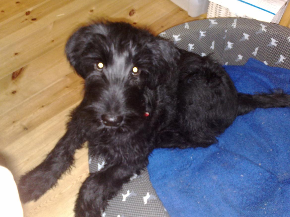 Riesenschnauzer Gracie Maren Brems billede 2