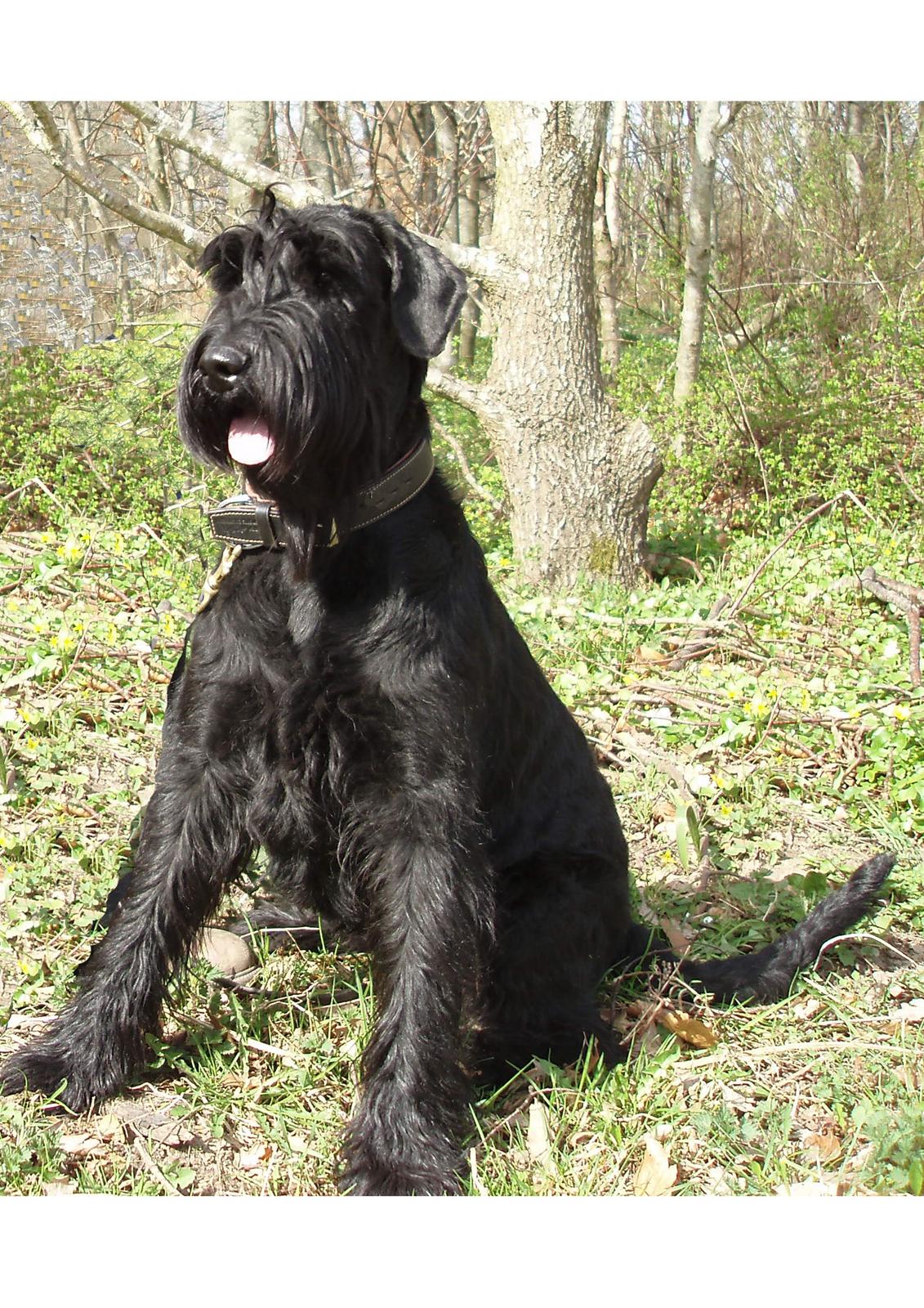 Riesenschnauzer Gracie Maren Brems billede 3
