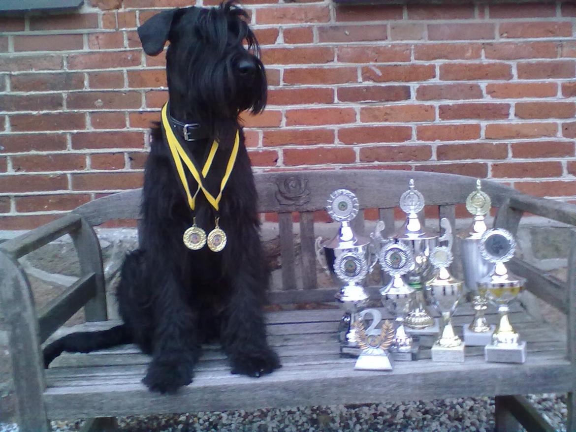 Riesenschnauzer Gracie Maren Brems billede 4