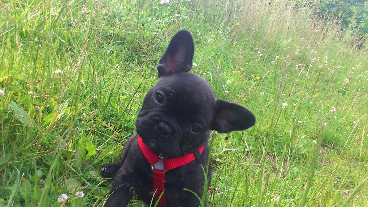 Fransk bulldog Frida - 8 uger gammel, ( første dag vi fik hende hjem) billede 7