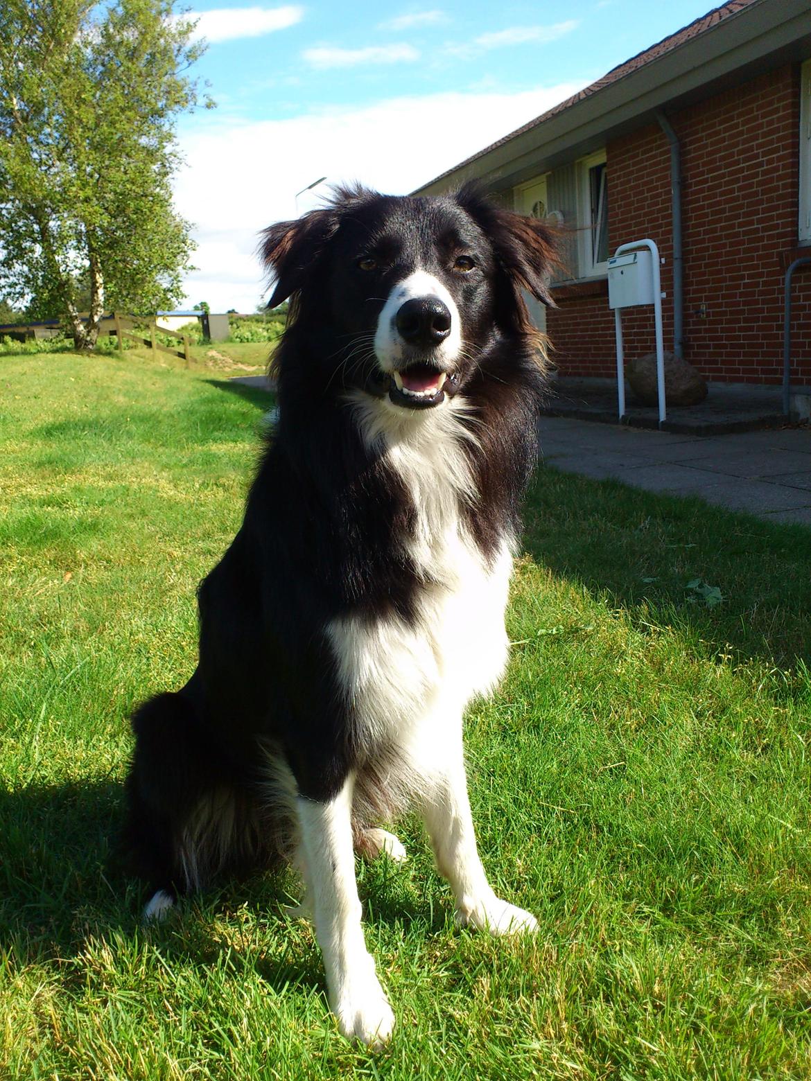 Border collie Uno - Sådan ser jeg ud nu, stor og dejlig :) billede 1