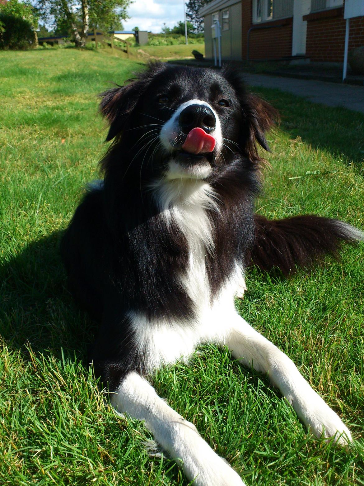 Border collie Uno - Jeg giver bare rigtig go'e pysser! billede 3