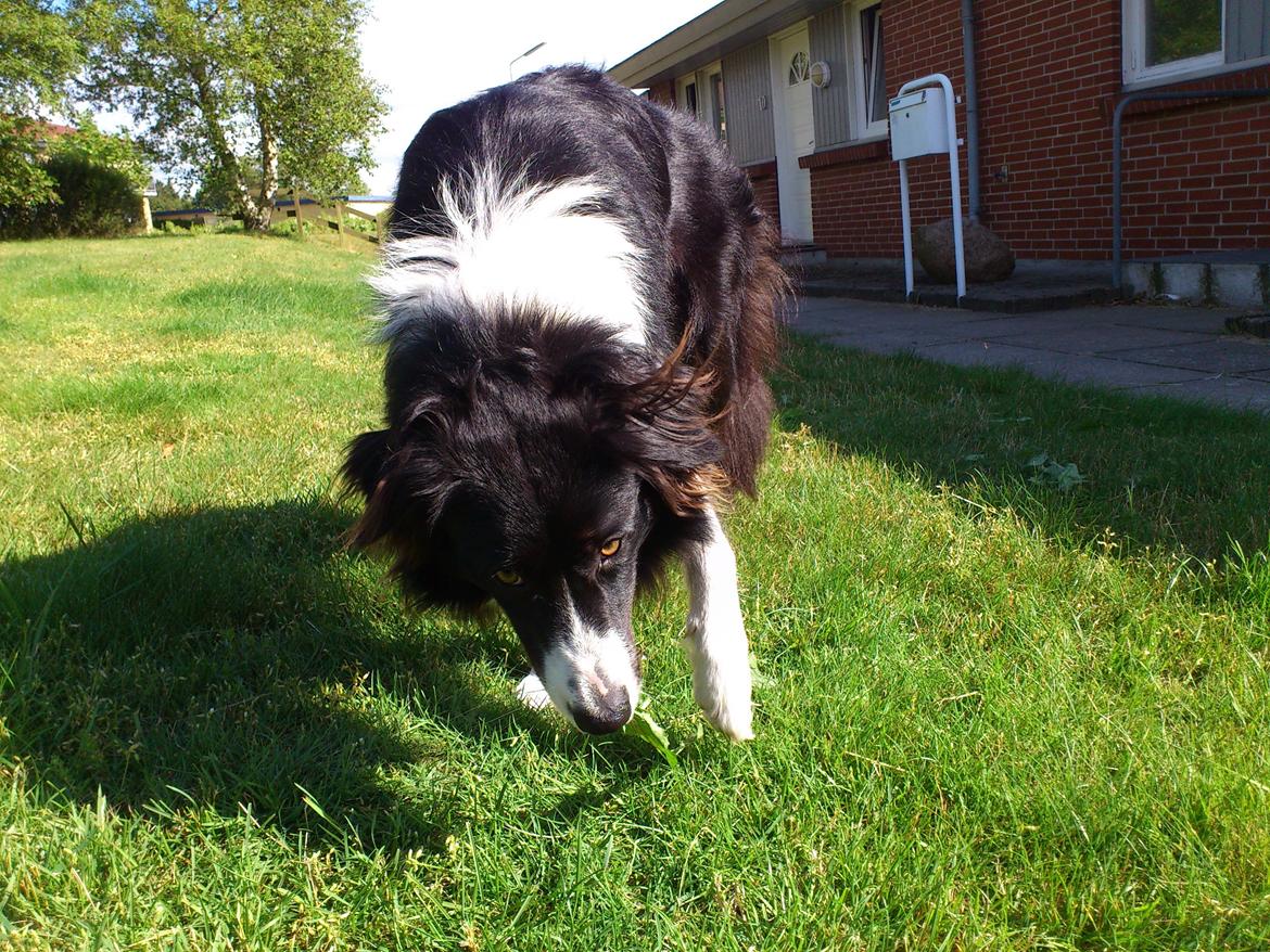 Border collie Uno - Det er altså MIN troldheks! :D billede 4