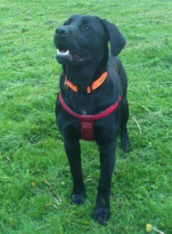 Labrador retriever Fie billede 6