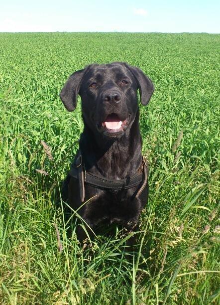 Labrador retriever Fie - Dejlig tur i det dejlige vejr :) billede 1