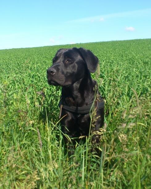 Labrador retriever Fie billede 3