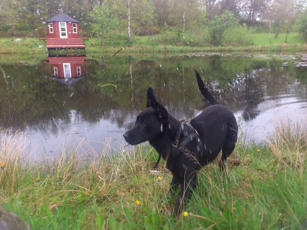 Labrador retriever Fie billede 4