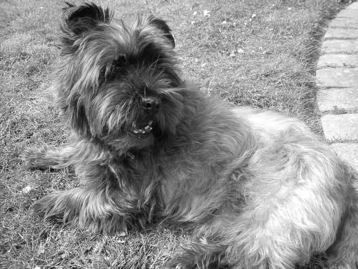 Blanding af racer Mads billede 1