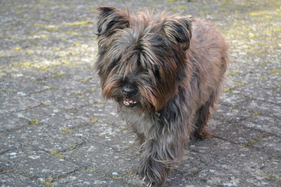 Blanding af racer Mads billede 2