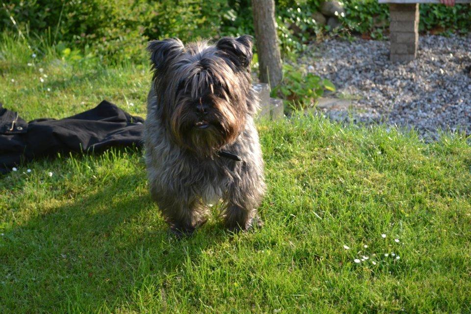 Blanding af racer Mads billede 3