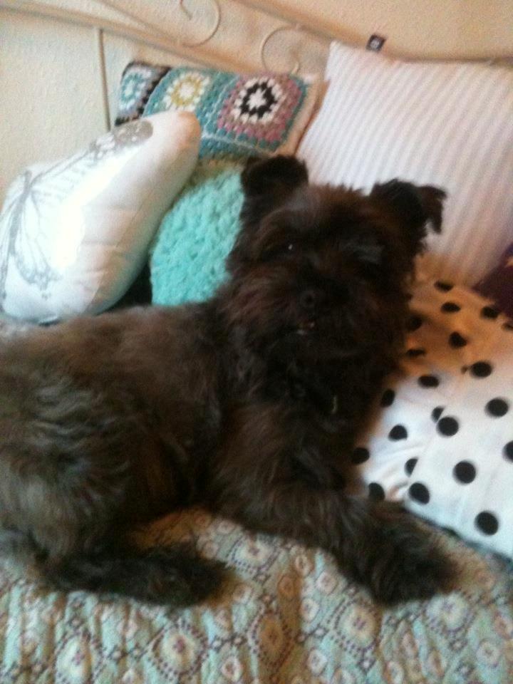 Blanding af racer Mads billede 7