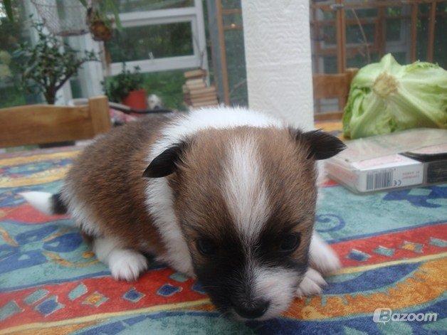 Blanding af racer **** Messi **** - Messi 5 uger gammel. Min lille baby <3 billede 4