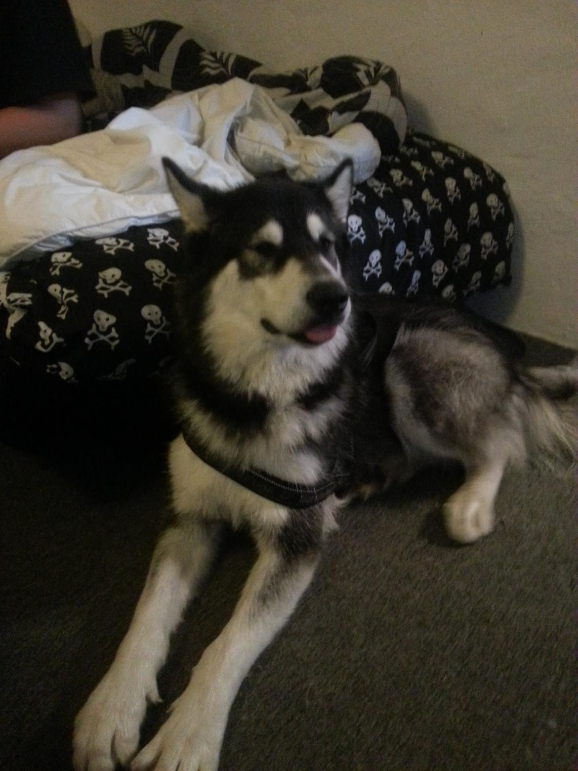 Alaskan malamute Laban billede 3