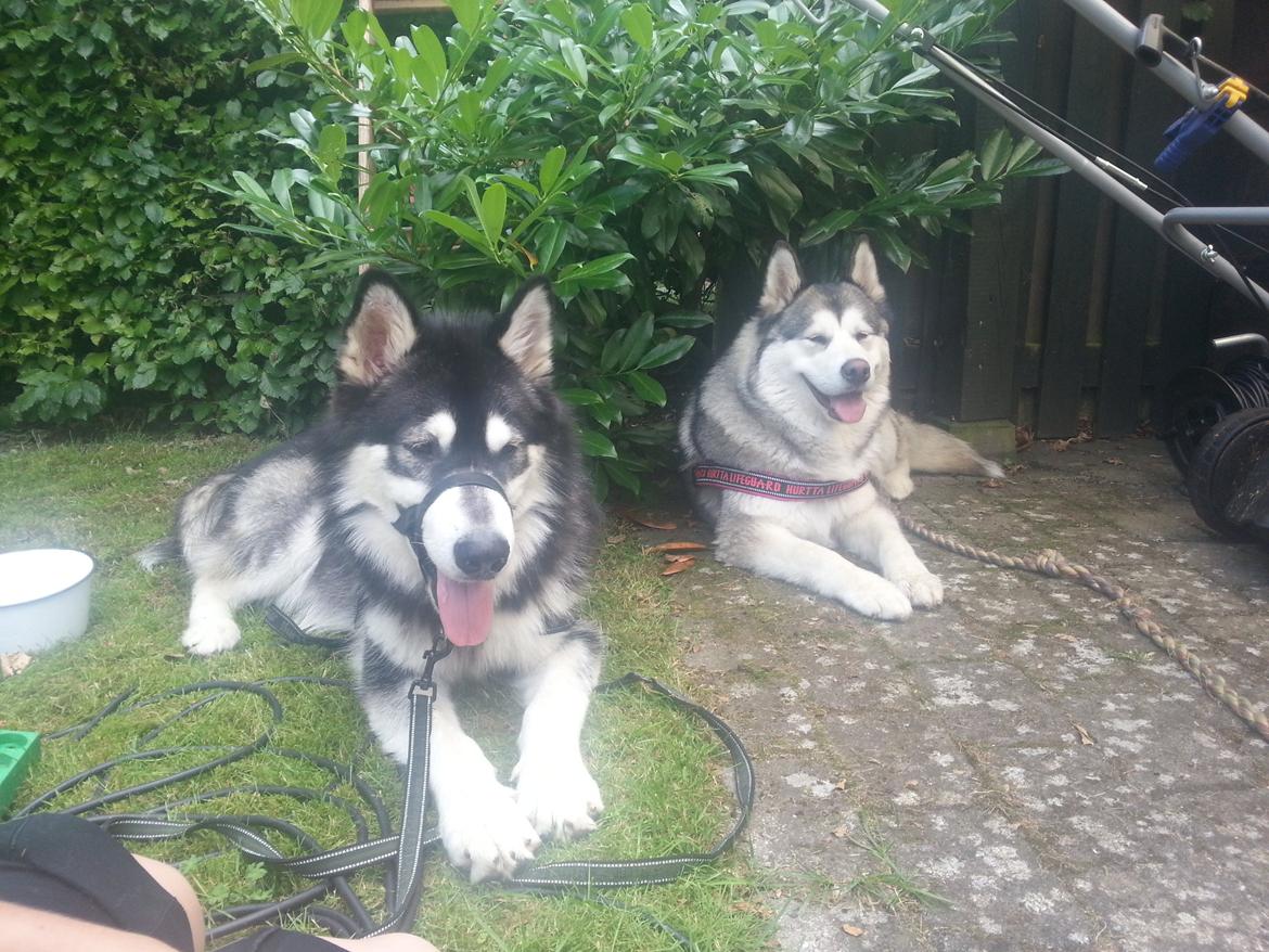 Alaskan malamute Laban billede 4