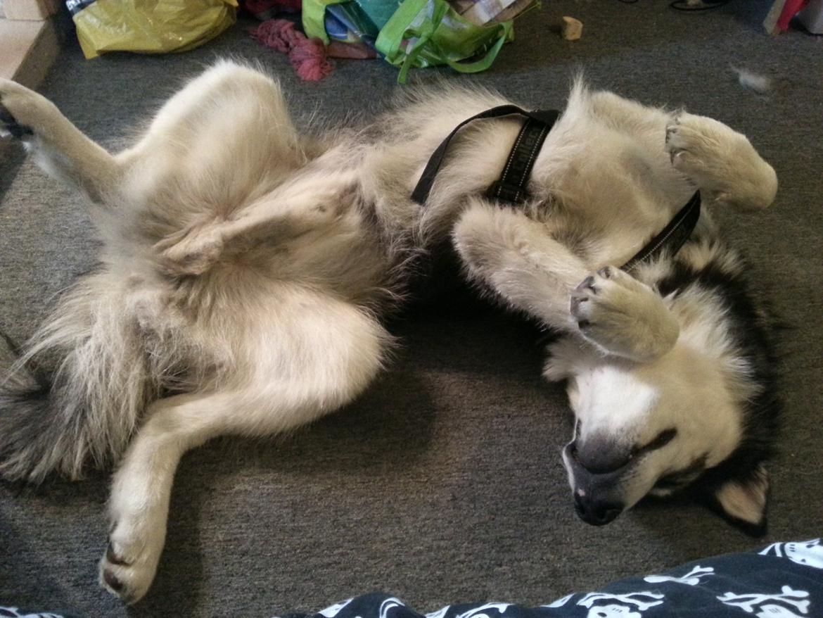 Alaskan malamute Laban - Se lige mig :D billede 5