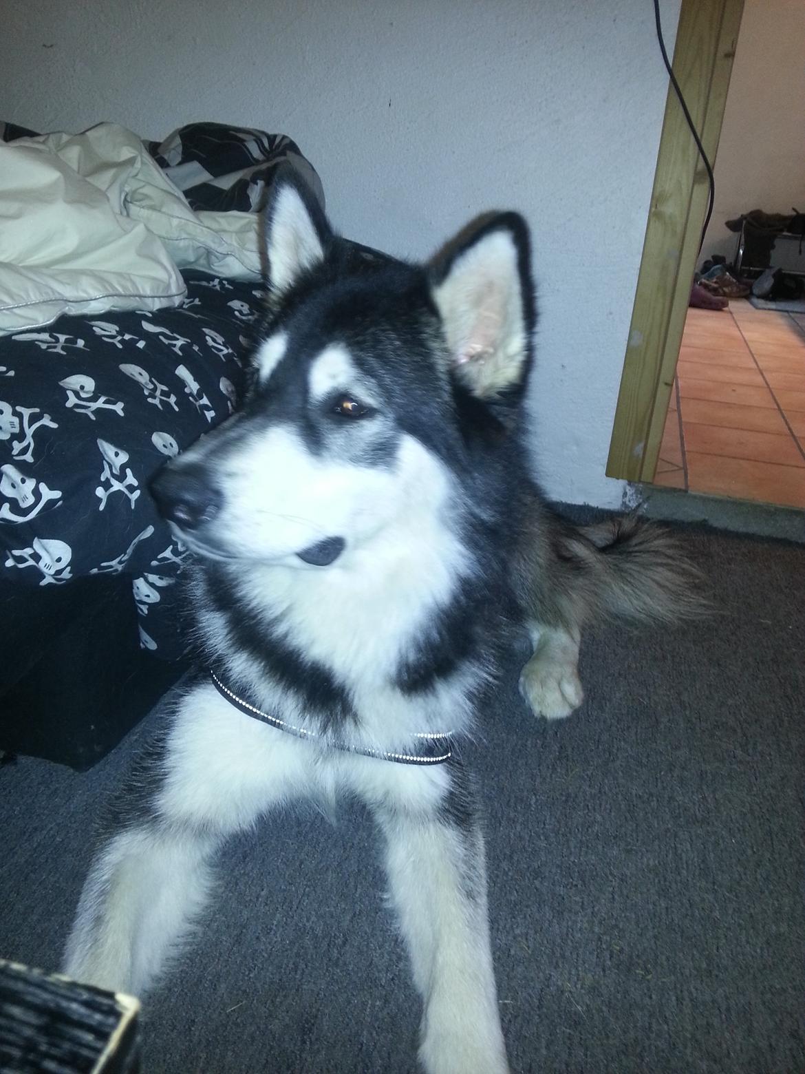 Alaskan malamute Laban billede 6