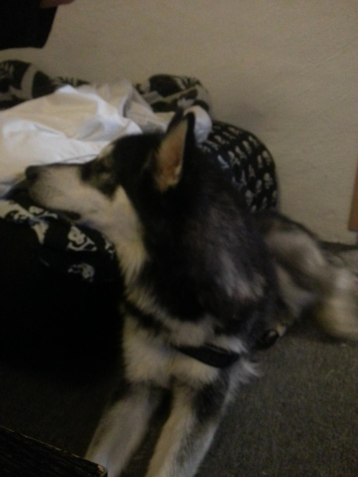 Alaskan malamute Laban billede 7