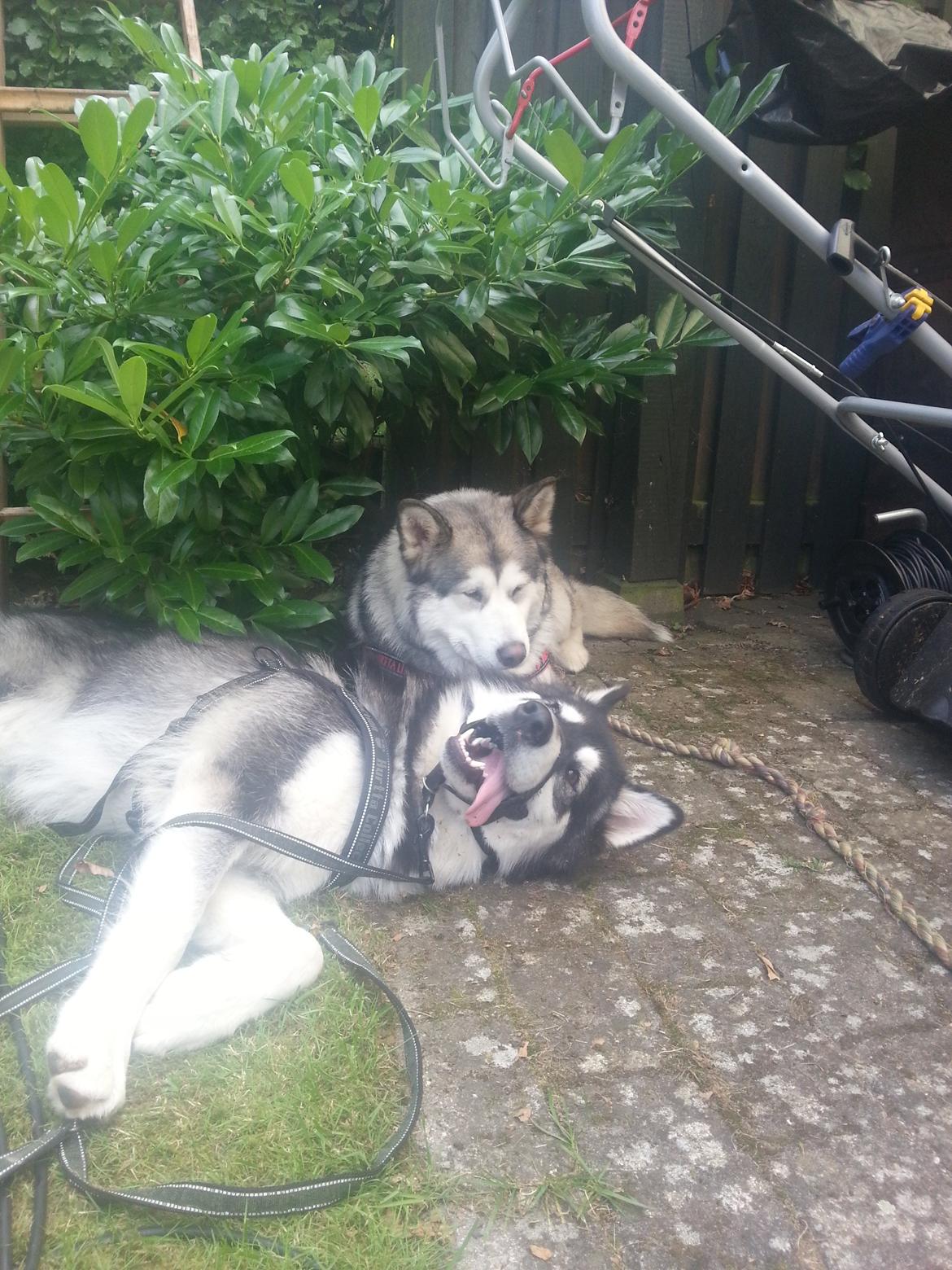 Alaskan malamute Laban billede 8