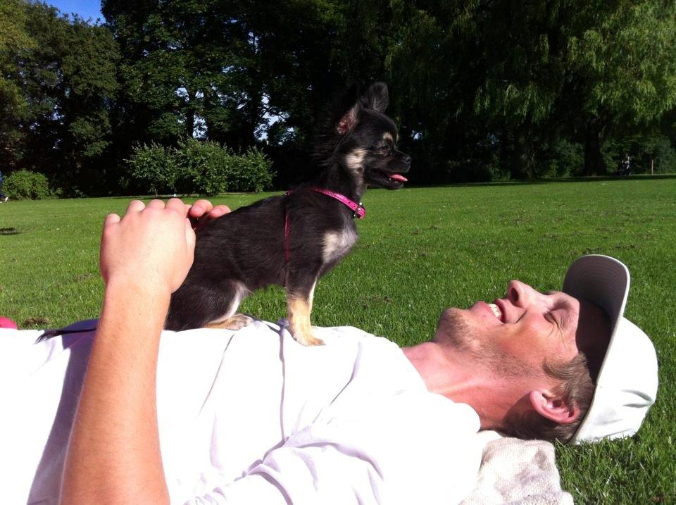 Chihuahua Aya - Hygger i parken hos "far" billede 11