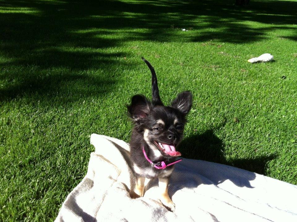 Chihuahua Aya - I parken på en sommerdag billede 12
