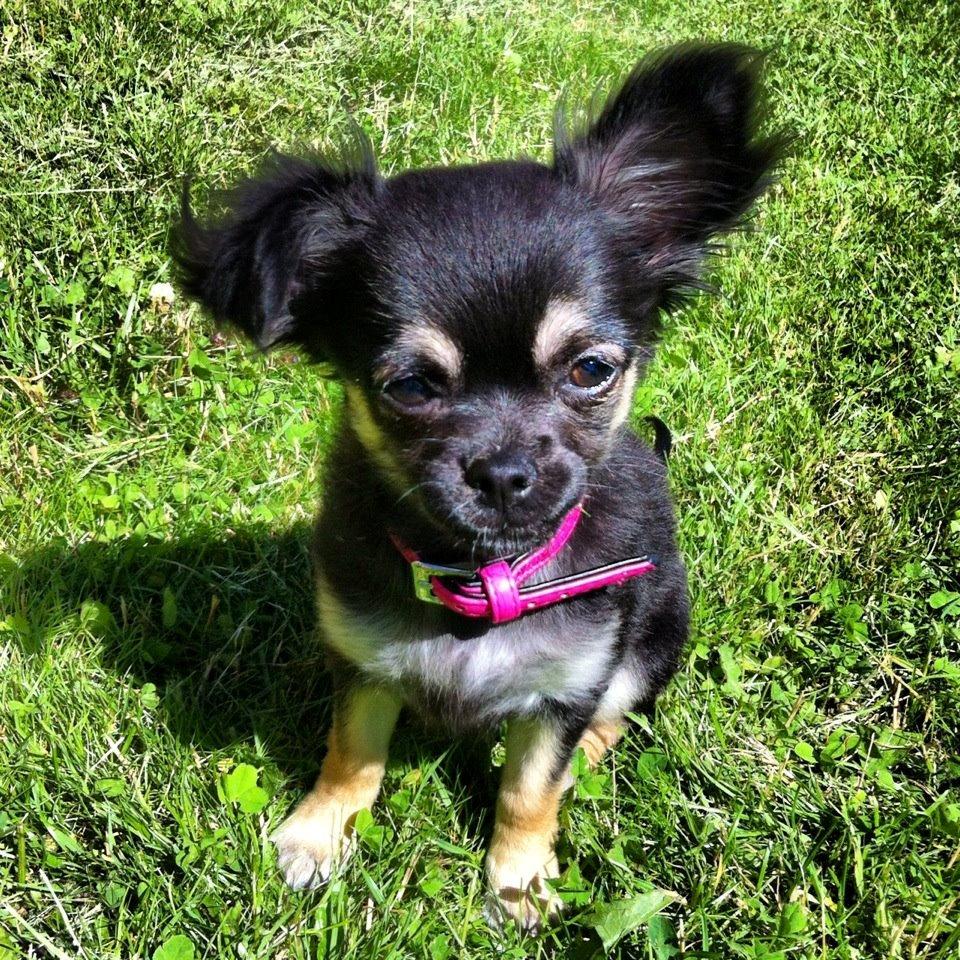 Chihuahua Aya billede 4