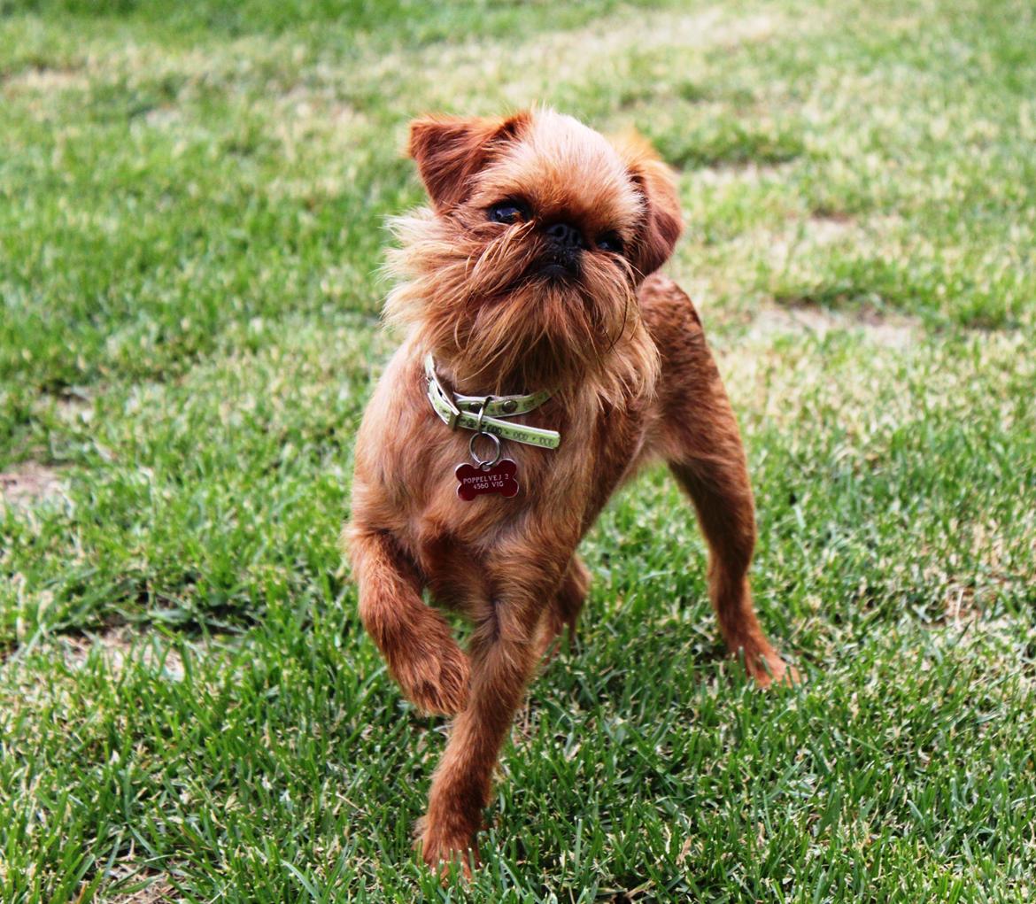 Griffon bruxellois Buti - smukke pige billede 1