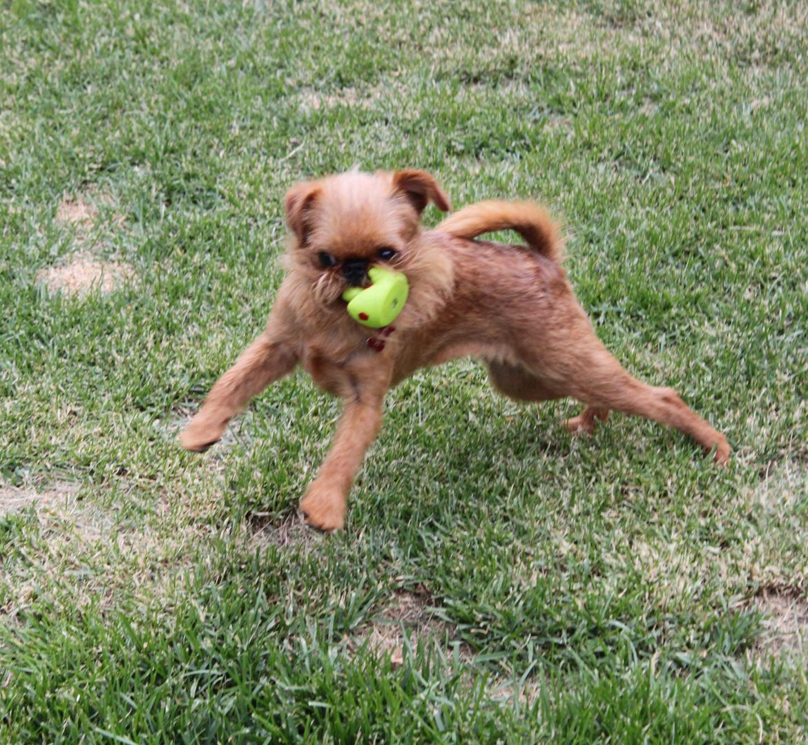 Griffon bruxellois Buti billede 3